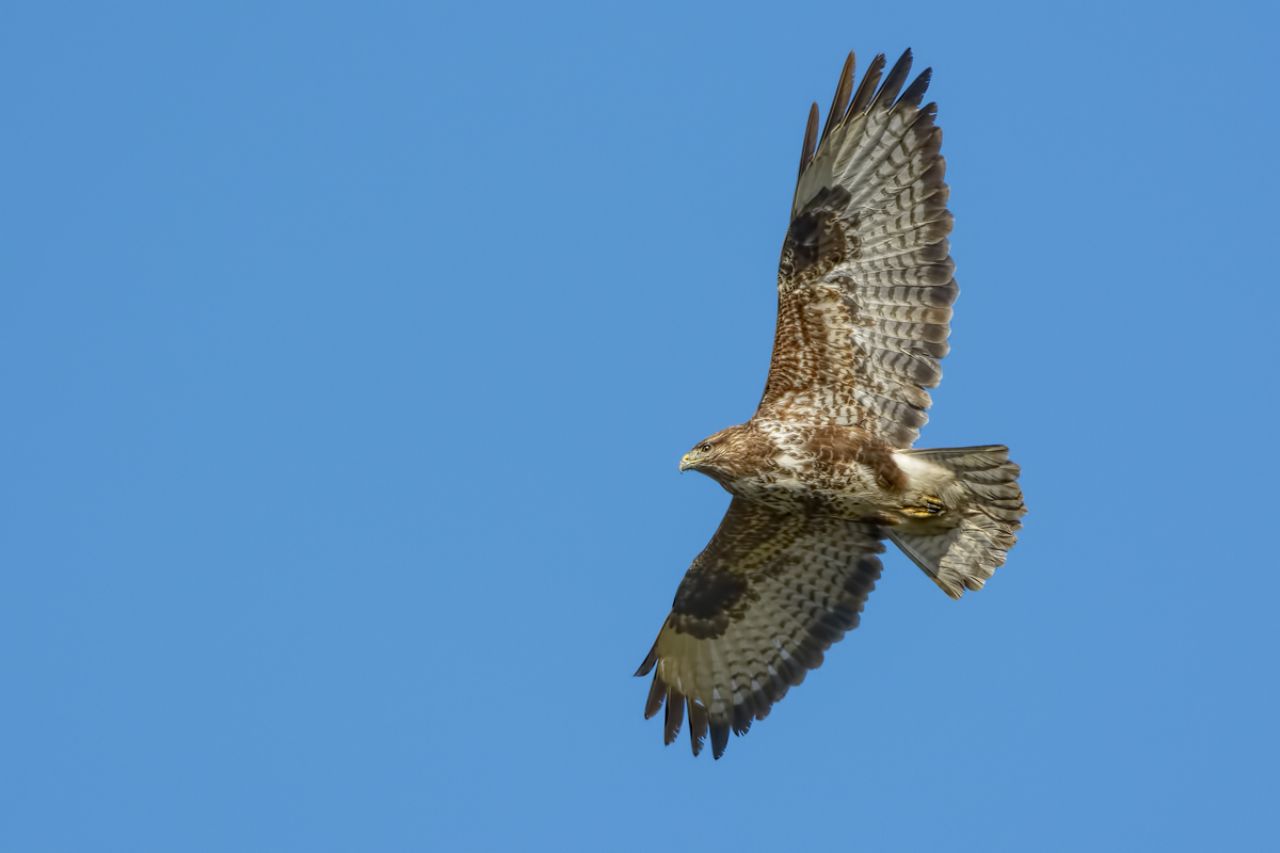 Poiana (Buteo buteo)